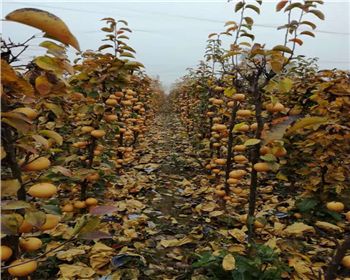 河南晚秋黃梨苗批發(fā)